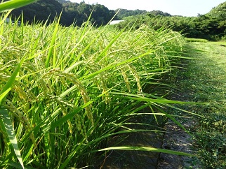 すくも産コシヒカリ 15kg お米