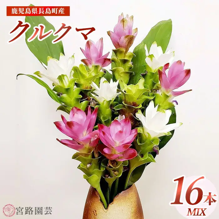 【期間限定】宮路園芸 夏を彩るクルクマ 16本ミックスセット【宮路園芸】miyaji-1649