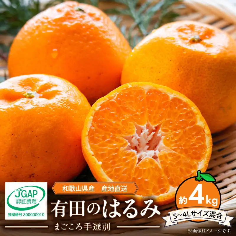 【2027年先行予約】和歌山県産 有田の はるみ 約4kg (サイズ混合)_ZE6380n
