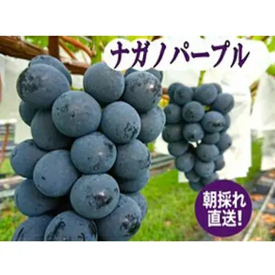 【2026年先行予約】ナガノパープル2房 約1kg まつもとぶどう園 | ナガノパープル