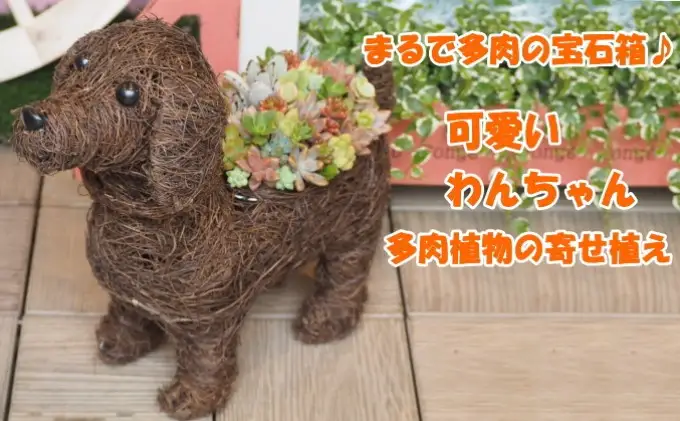 まるで多肉の宝石箱♪チビわんこの多肉植物 寄せ植え（1個） インテリア ガーデニング 玄関 置物 犬 イヌ 犬の置物 