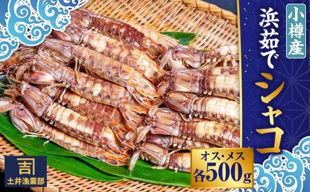 小樽産 漁師直送 浜茹で シャコ (冷凍) オス・メス 各500g 計1kg(各8匹～) 【2026年12月下旬発送予定】