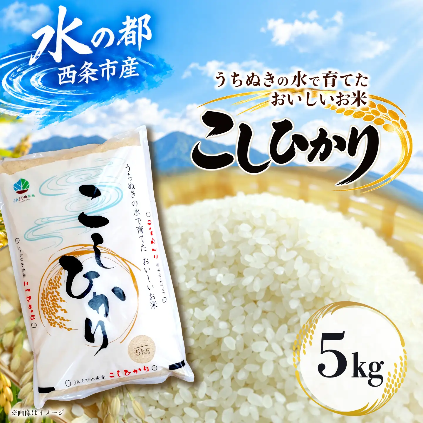 【新米】令和8年産 コシヒカリ 5kg 西条市産 新米