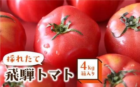 【8月頃～順次お届け】一級品 飛騨 トマト 4kg 箱入り | 大玉トマト 宿儺さま KA008