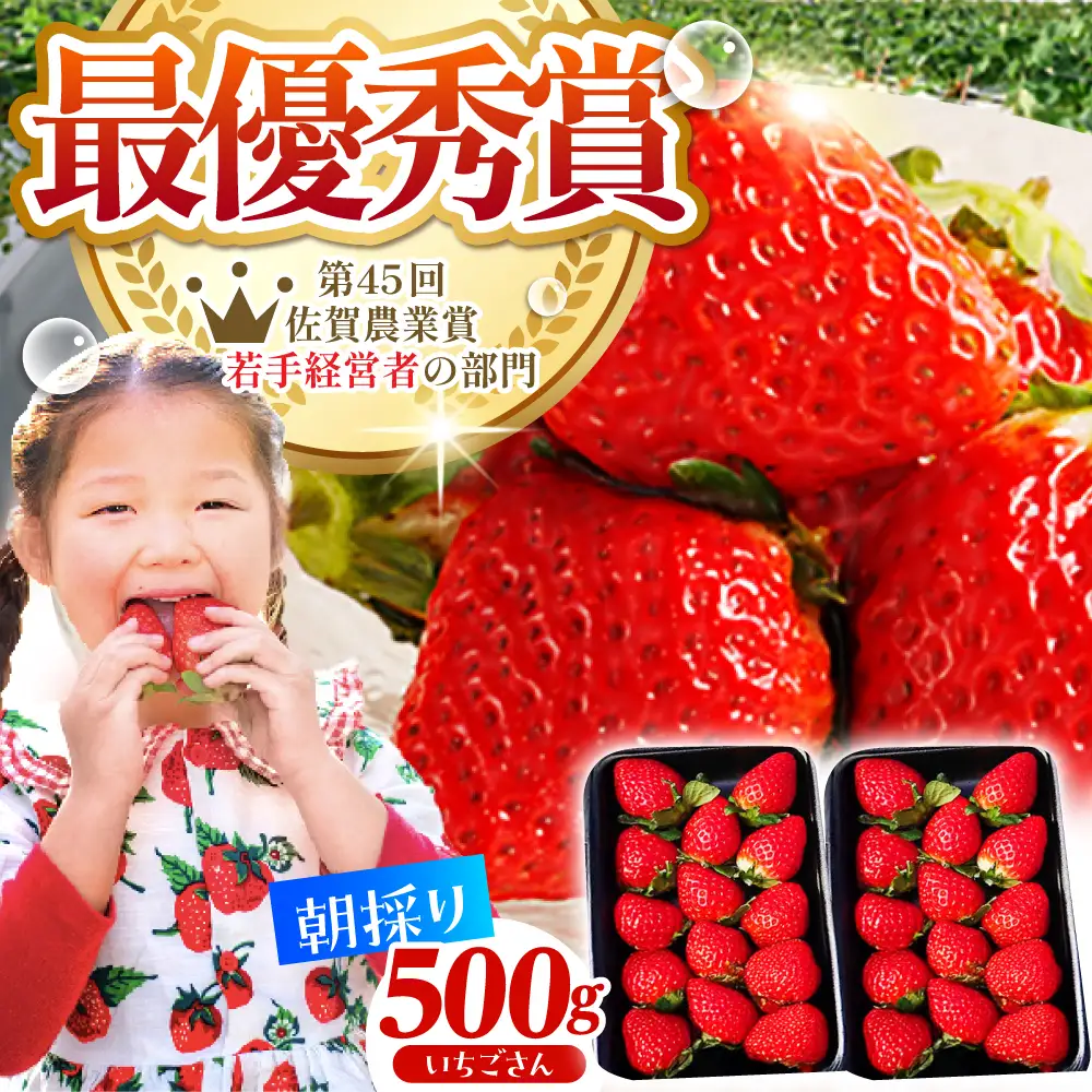 【先行予約】【2?4月発送】朝摘みいちご（いちごさん）500g（250g×2パック） [HAF021]くだもの 果物 フルーツ