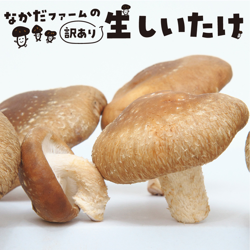 《先行予約》 しいたけ 200g×4 / しいたけ 野菜 訳あり