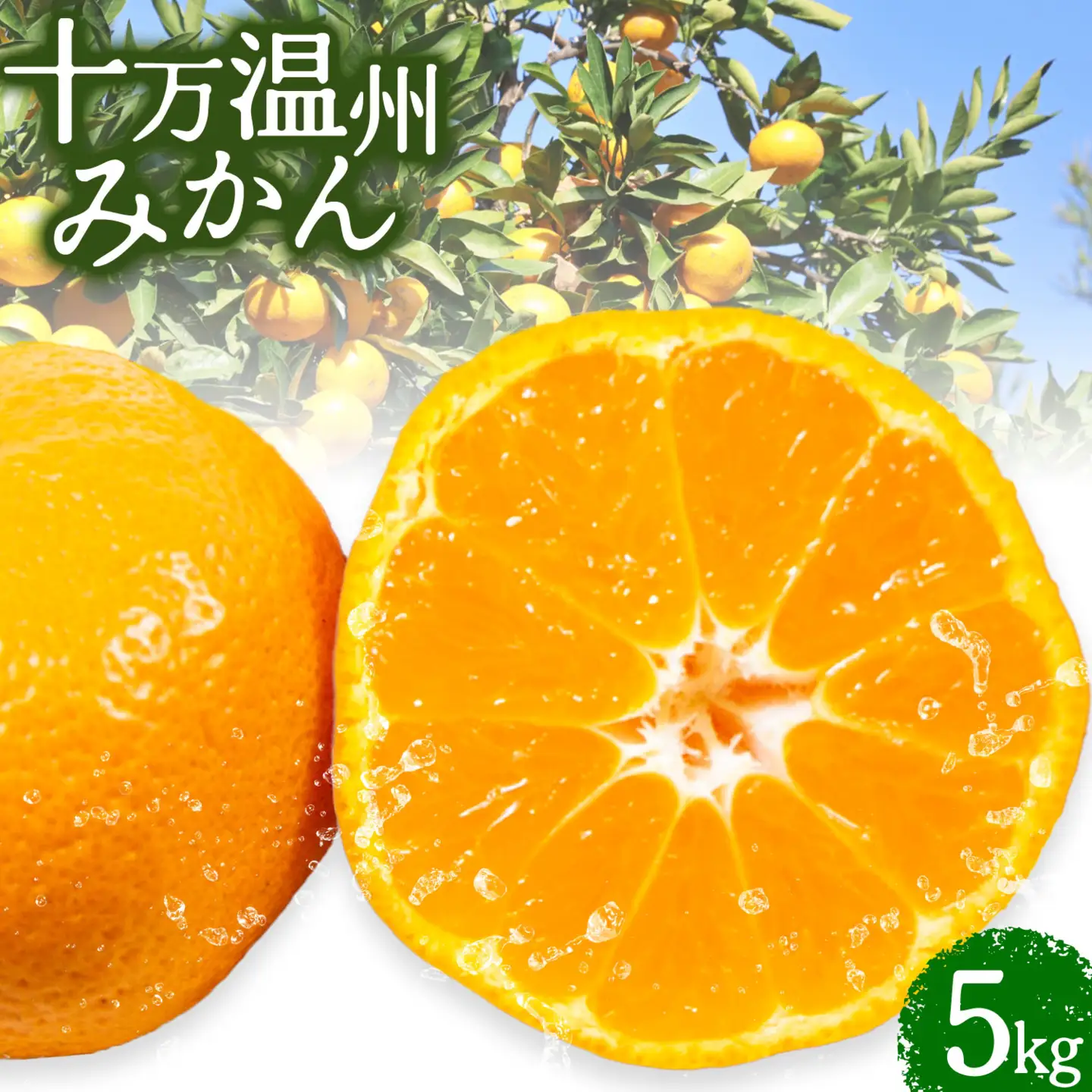 十万温州みかん 5kg 北さつま農協《1月上旬-1月末頃出荷》 