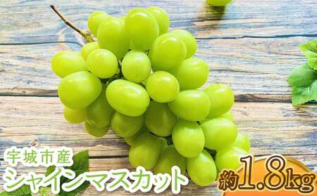 先行予約 シャインマスカット 約1.8kg 【2房～5房】【2026年8月中旬〜9月中旬頃順次発送予定】