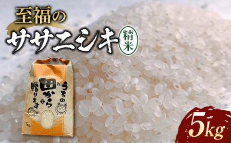 《先行予約》令和5年産米 至福のササニシキ（精米）5kg 米 お米 おこめ 山形県 新庄市 F3S-1601