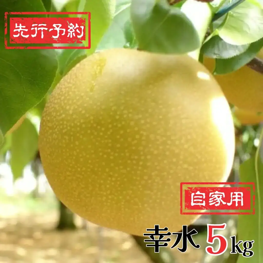 先行予約 和梨 幸水 自家用 5kg [8月下旬~順次発送予定] 訳あり 新潟県産 幸水 梨 [岩福農園] 