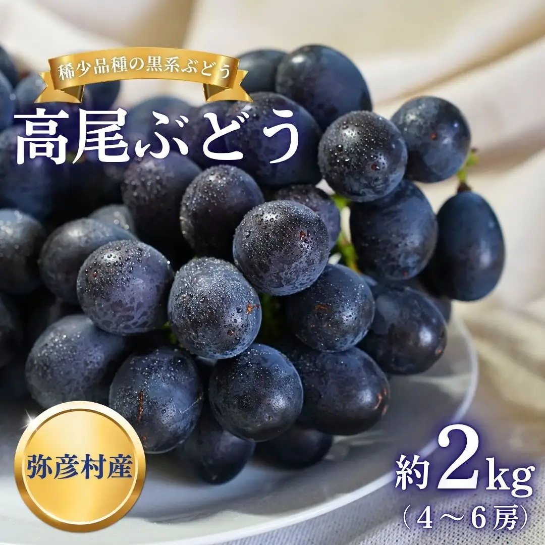 【令和8年産 先行予約】 高尾 ぶどう 黒系ぶどう 約2kg 種が無い 新潟県 弥彦村