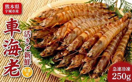 車海老 瞬間冷凍 海老 250g (9～13尾) 戸馳島産