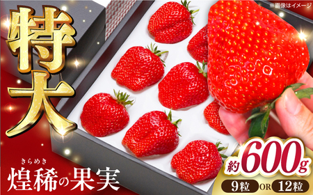 【先行予約】 煌稀の果実  特大 苺 約600g (9または12粒)  高知市春野町産 〈2027年1月中旬～2027年3月中旬頃発送〉 /  いちご イチゴ 果物 フルーツ 【森強のいちご農園】 [ATAS002]