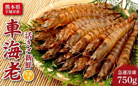 車海老 瞬間冷凍 海老 750g (27～39尾) 戸馳島産