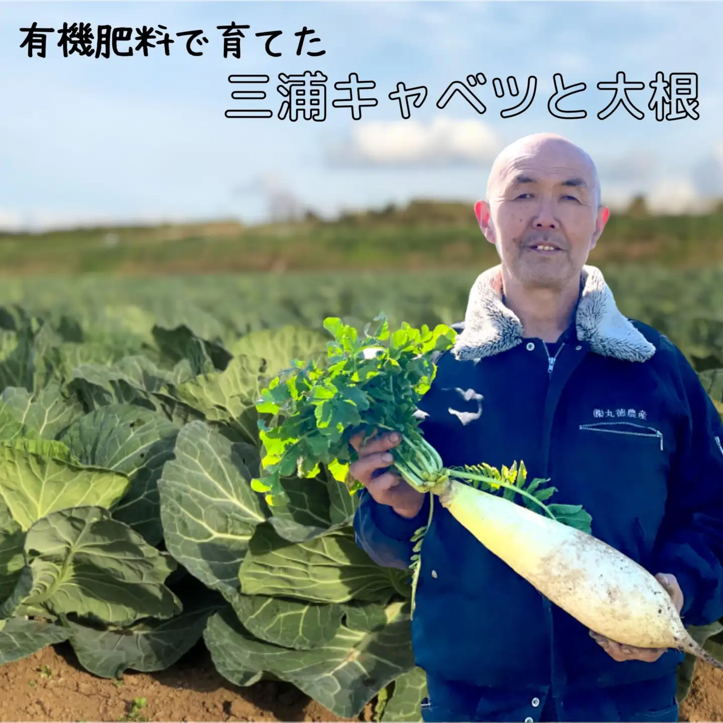 有機肥料 で 育てた キャベツ と 大根 セット M002-003 野菜 三浦野菜
