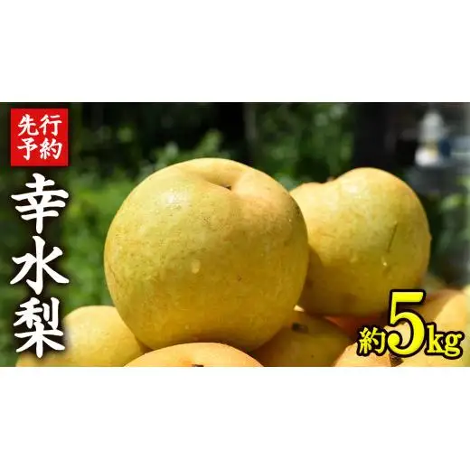 ≪先行予約≫ 茨城県産 梨 幸水 ( 約5kg )【2026年8月下旬頃より発送開始 】