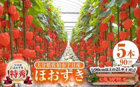 ＜先行予約受付中！お盆前頃に発送予定＞驚きの大きさ！ 宇目産ほおずき(5本・2L) 生花 お盆 仏花 鬼灯 お盆飾り お供え 盆 ホウズキ 盆 飾り 切花 切り花 大分県 佐伯市【BZ63】【清幸農園】