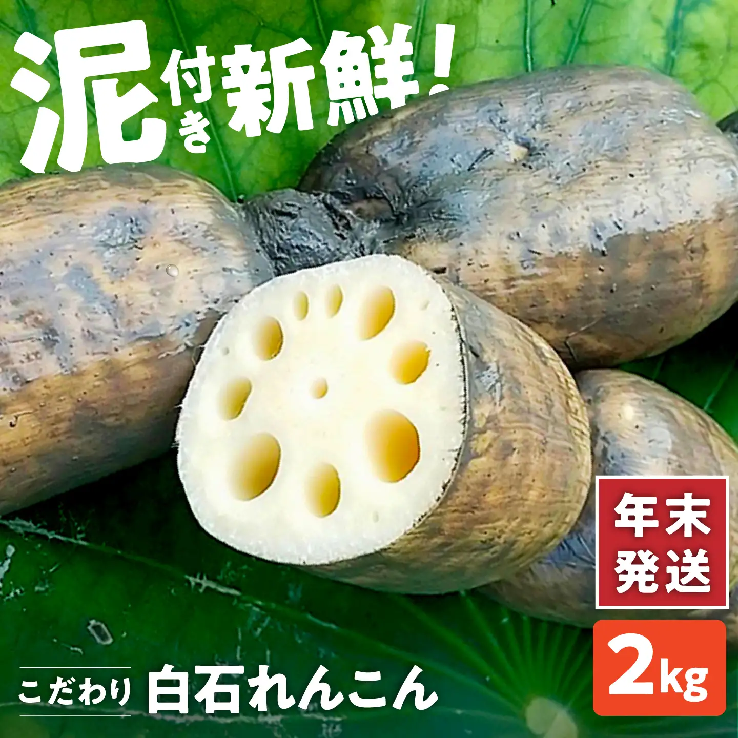 年末発送 泥付きれんこん 2kg  / れんこん 先行予約 [IAW004]