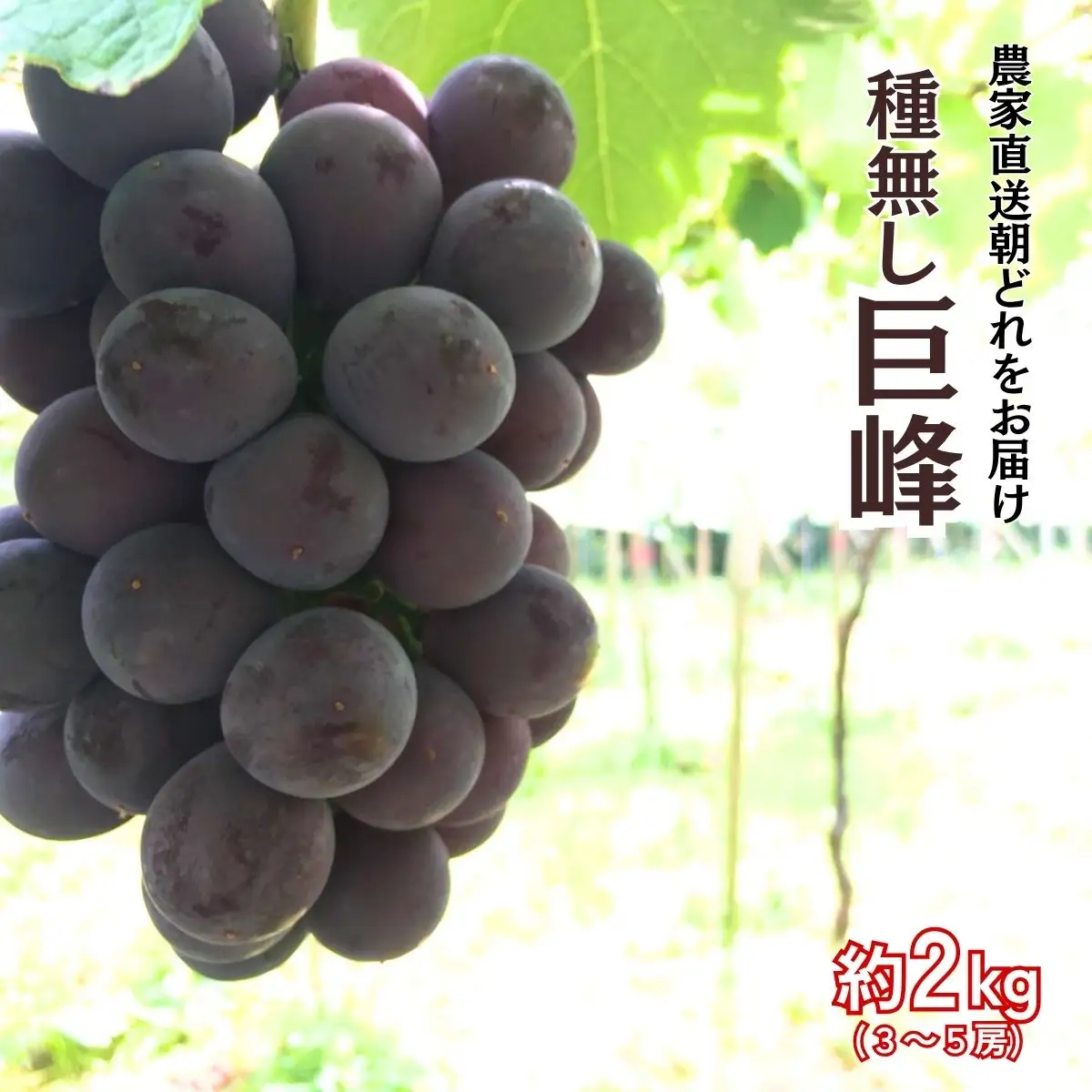 【農家直送(収穫日に発送)】種無し 巨峰 約2kg (3～5房）