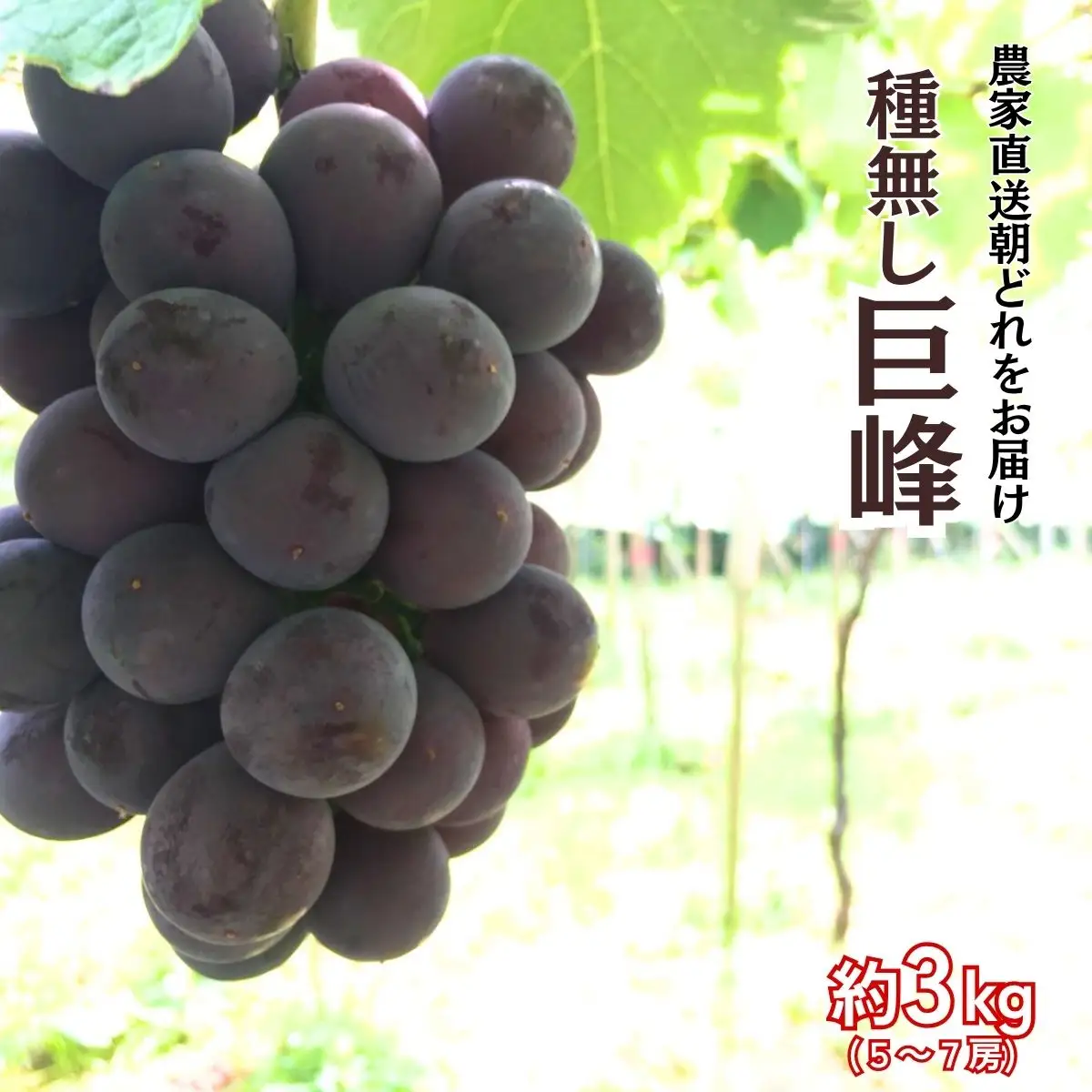 【農家直送（収穫日に発送）】種無し 巨峰 約3kg（5～7房）