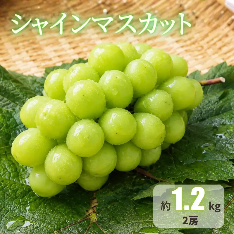 シャインマスカット 約1.2kg 2房 岡山県新見市 【先行予約 2026年10月頃から順次発送】