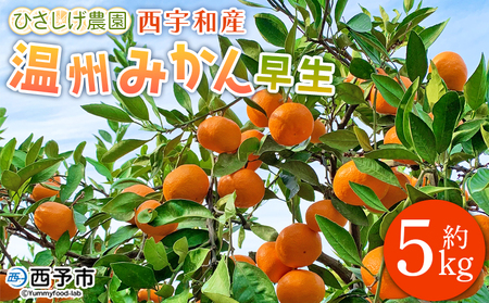 期間限定＜ひさしげ農園直送 西宇和産 温州みかん 約5kg＞ 早生 温州みかん 温州ミカン 果物 くだもの みかん ミカン 柑橘 フルーツ 柑橘 果実 国産 5キロ 愛媛県産 特産品 ひさしげ農園 愛媛県 西予市【常温】『2025年11月下旬～12月中旬迄に順次出荷予定』MHS0002