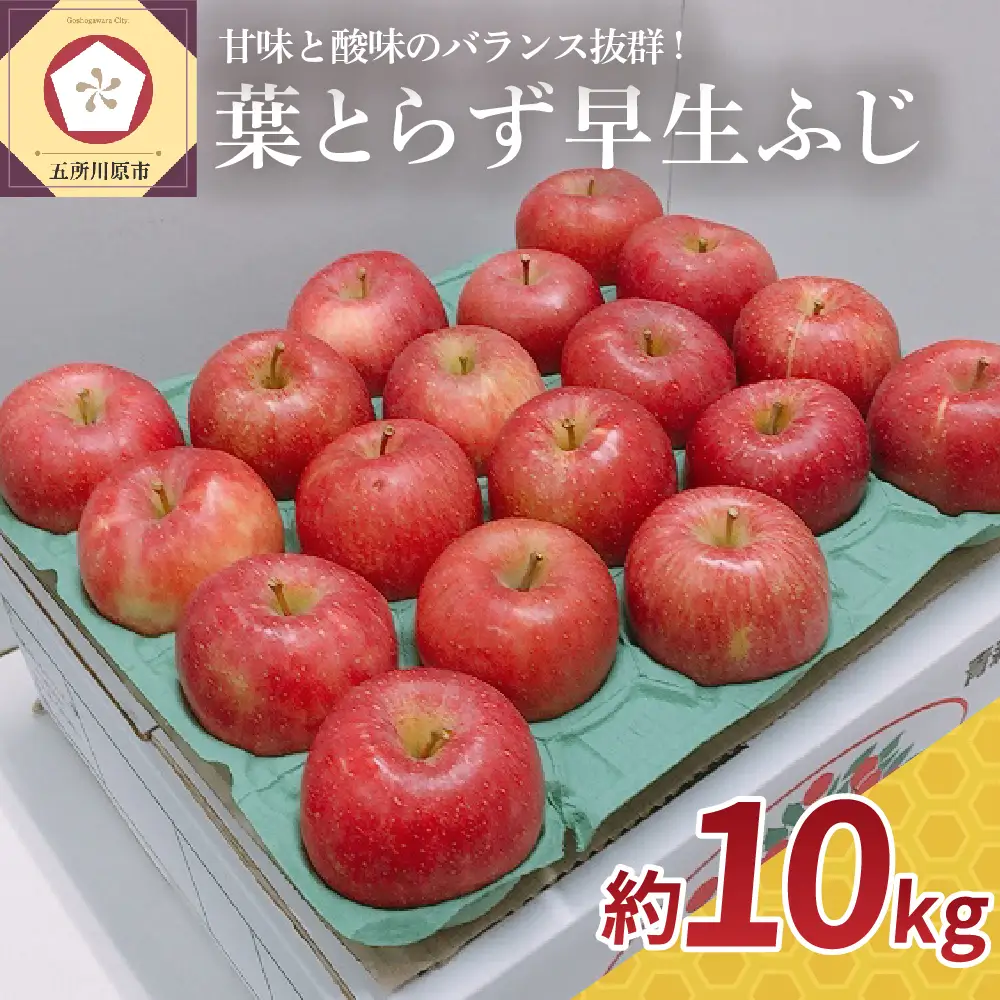【2026年10月発送】 りんご 約10kg 葉とらず 早生ふじ 青森県産 りんご