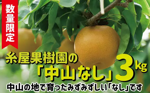 【数量限定・先行受付】糸屋果樹園の「中山なし」3kg 65P092001 /　梨 ナシ 和梨 幸水 豊水  果物 くだもの フルーツ 東北 秋田 大館 中山地区 中山なし 中山梨 なかやまなし【糸屋果樹園】