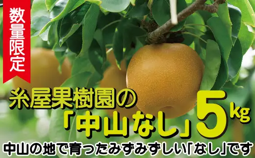 【数量限定・予約受付】糸屋果樹園の「中山なし」5kg 90P092002　/ 梨 ナシ 和梨 幸水 豊水  果物 くだもの フルーツ 東北 秋田 大館 中山地区 中山なし 中山梨 なかやまなし 【糸屋果樹園】