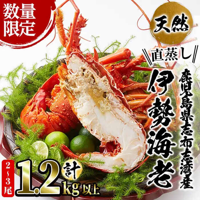 【数量限定】志布志湾産 天然の伊勢海老＜直蒸し＞計1.2kg以上 c7-005