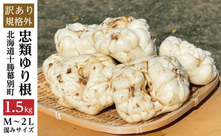【規格外】十勝幕別 忠類ゆり根 1.5kg（M～2L）9～15玉［JA忠類］9月～3月発送限定【 北海道 幕別町 忠類 十勝 高級食材 お正月 料理 訳あり 】 野菜 ゆりね 北海道産 ワケあり 