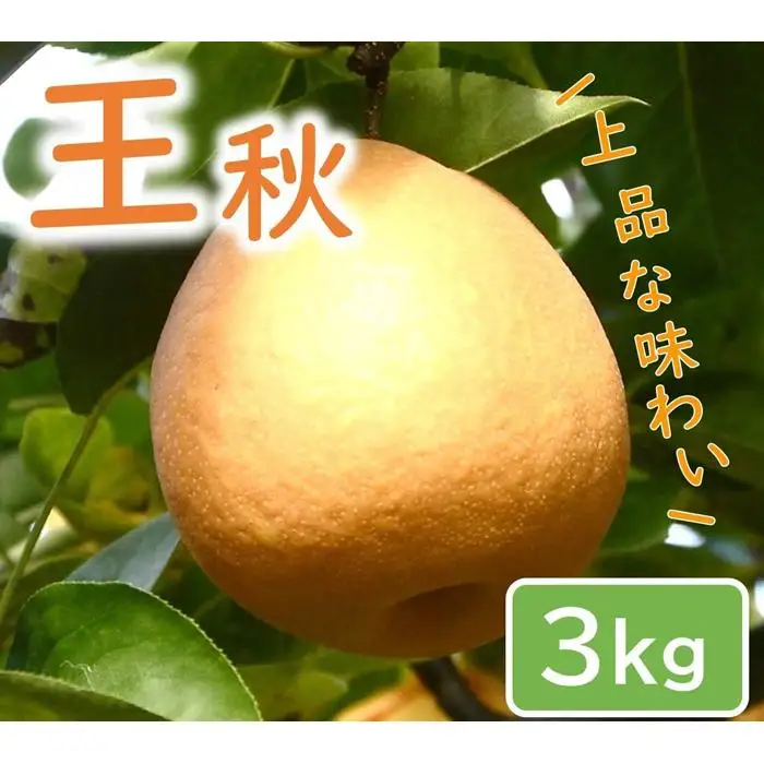 王秋梨 3kg【やぶやフルーツガーデン】