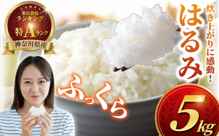 新米 特Aランク はるみ 5kg 新米 【令和8年産】