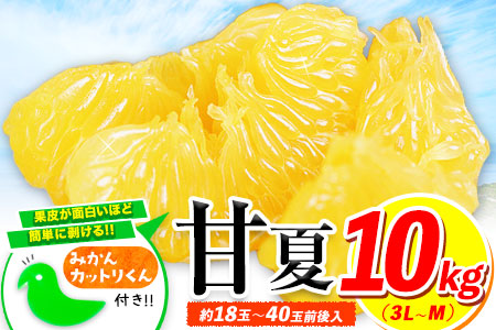 【2026年度先行予約分】みかん 好き必見 甘夏 熊本県産(津奈木町産含む) 甘夏 約 10kg (約18～40玉前後) 《2月中旬-4月末頃出荷》柑橘 大玉 ミカン フルーツ 旬 甘夏みかん 果物 訳あり 定期 でない