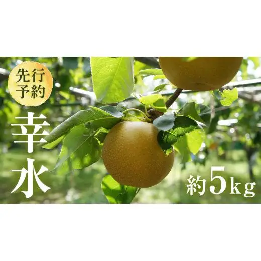 【 2026年8月上旬発送開始 】 茨城県産 梨 幸水 （約 5kg ） 10～14玉 梨 なし 和梨 日本梨 果物 フルーツ 新鮮 旬 期間限定 国産 先行予約