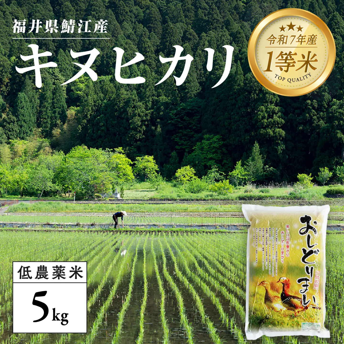 【令和7年産】福井県産 おしどり米 キヌヒカリ 5kg 白米 精米 