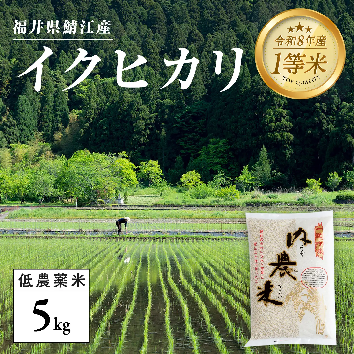 【令和8年産新米！】【先行予約】【2026年9月下旬以降順次発送予定】福井県産 内農米 イクヒカリ 5kg 白米 精米 