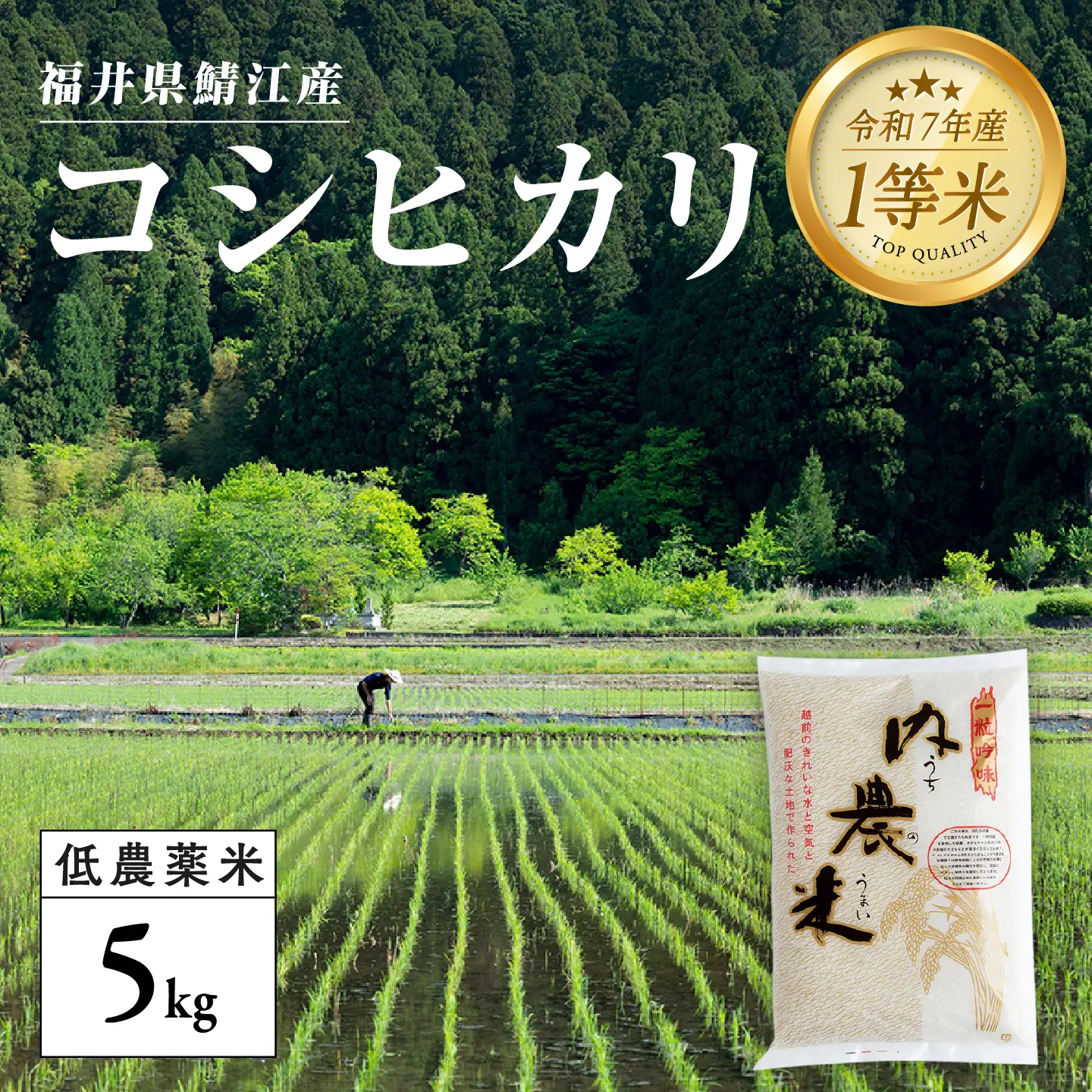 【令和7年産】福井県産 内農米 コシヒカリ 5kg 白米 精米 