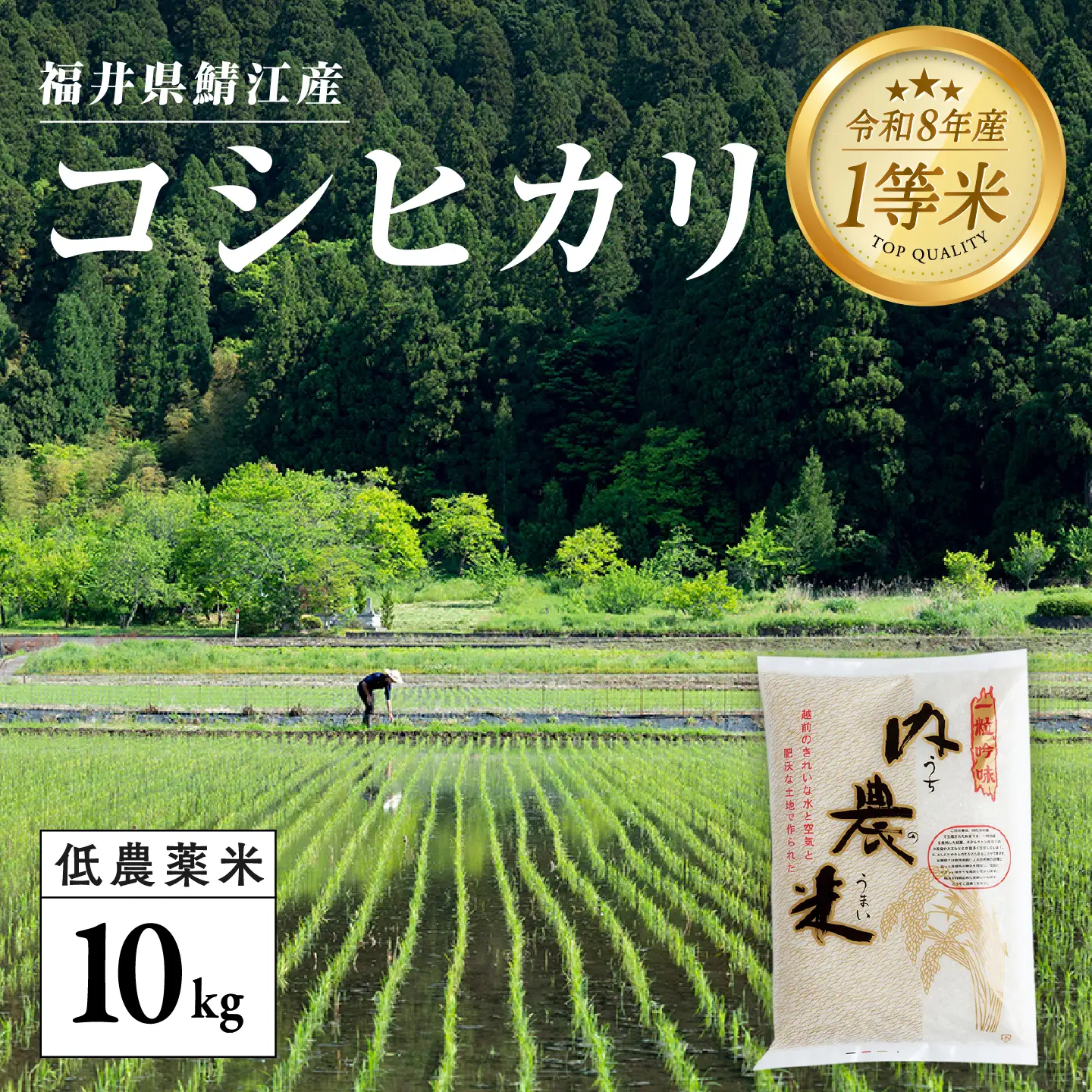 【令和8年産新米！】【先行予約】【2026年9月下旬以降順次発送予定】福井県産 内農米 コシヒカリ 10kg 白米 精米 
