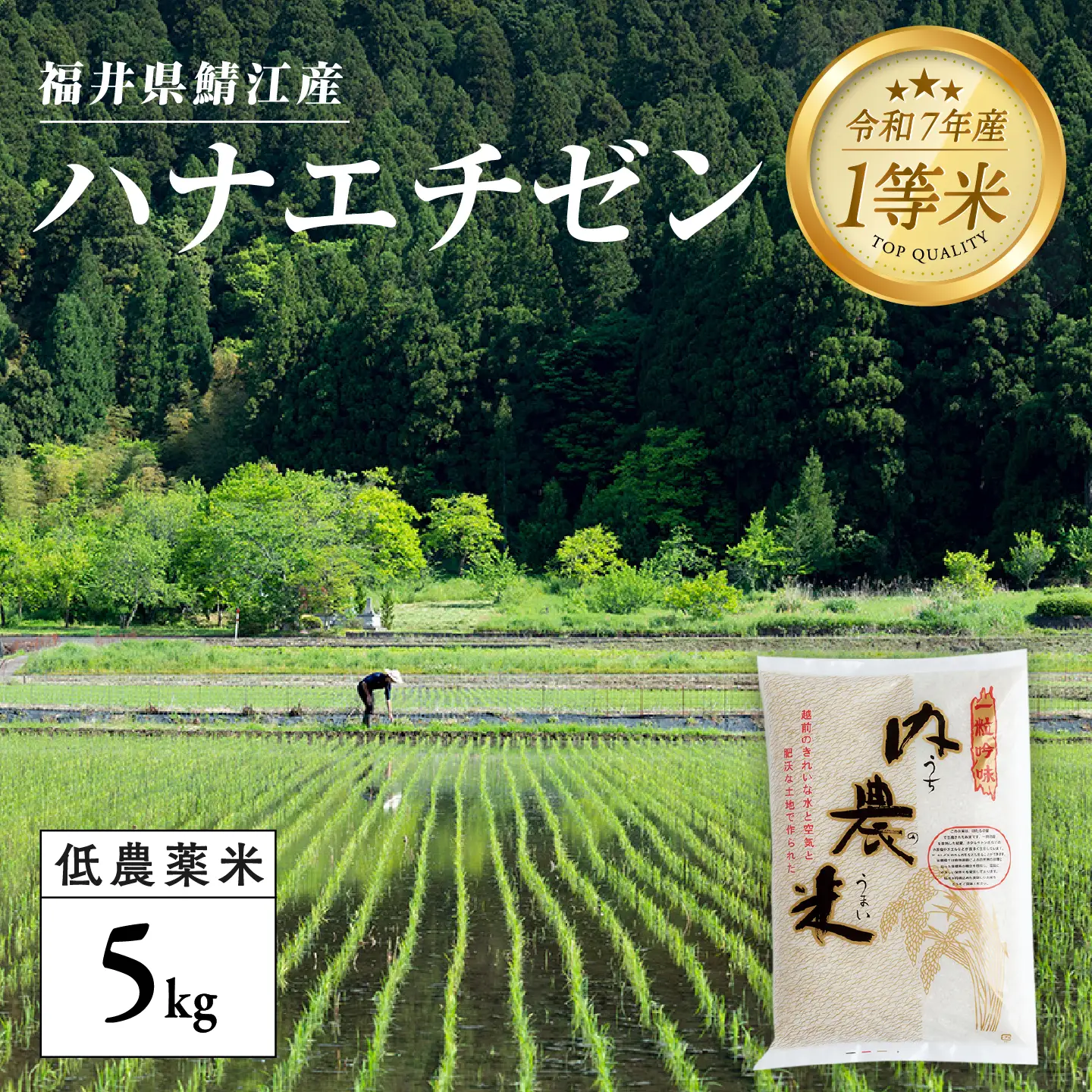 【令和7年産】福井県産 内農米 ハナエチゼン 5kg  白米 精米 