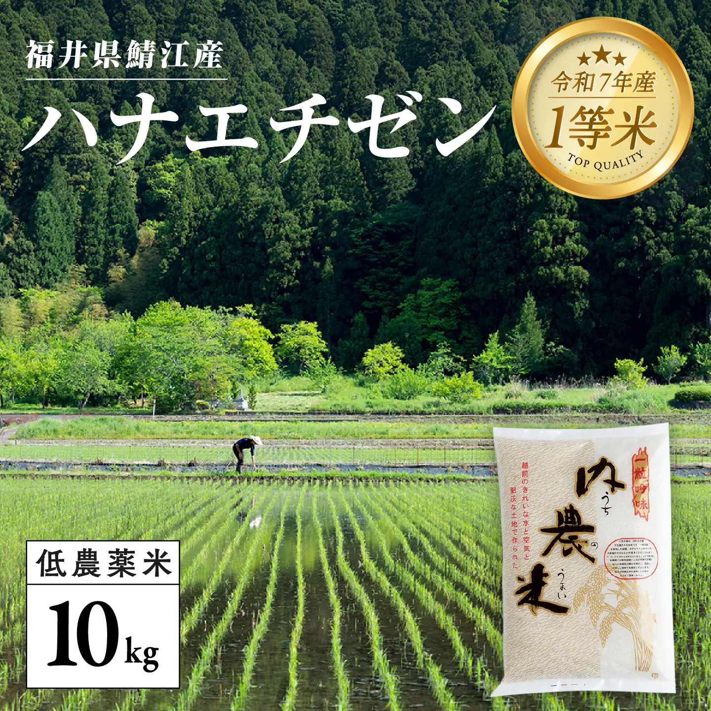 【令和7年産】福井県産 内農米 ハナエチゼン 10kg