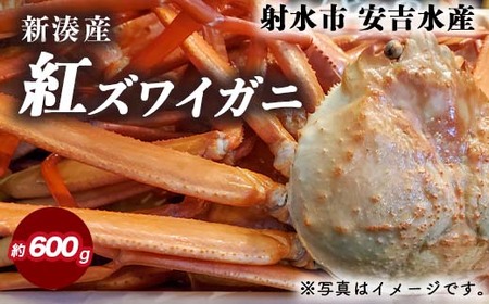 【おすすめ】紅ズワイガニ 約600g【安吉水産】｜ずわい蟹 ずわいガニ ズワイガニ 紅ズワイガニ 約600g