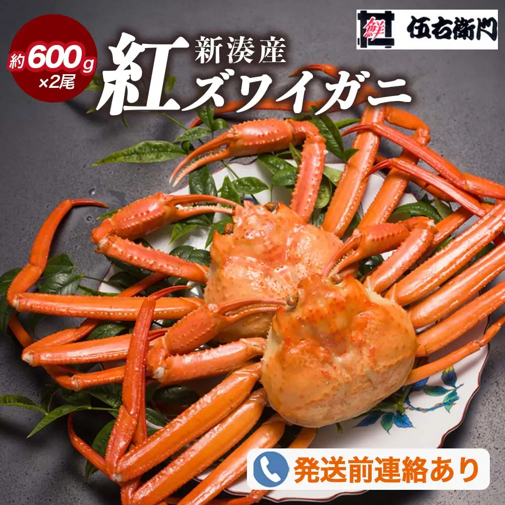 【伍右衛門】新湊産紅ズワイガニ約600g×2尾｜ずわい蟹 ずわいガニ ズワイガニ ※2026年9月～発送 ※発送まで1か月以上かかる場合があります。
