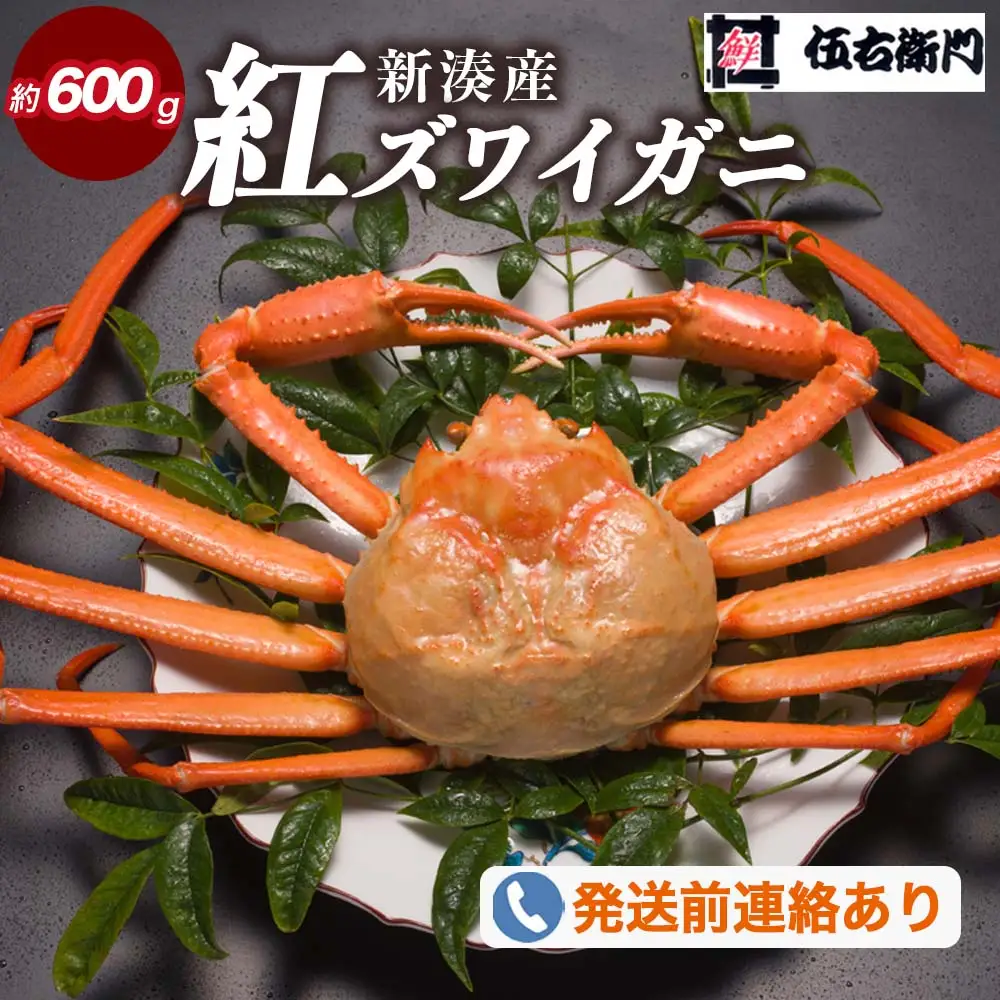 【伍右衛門】新湊産紅ズワイガニ約600g｜ずわい蟹 ずわいガニ ズワイガニ ※2026年9月～発送  ※発送まで1か月以上かかる場合があります。