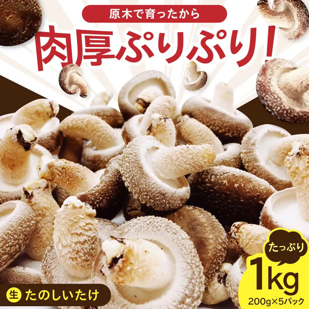 【2026年9月以降発送】 原木 生しいたけ 1kg/200g×5 椎茸 シイタケ 北海道 [AXAI001]