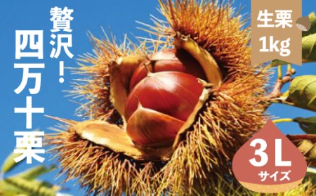 新栗！贅沢四万十栗（3Lサイズ/生栗）約1kg