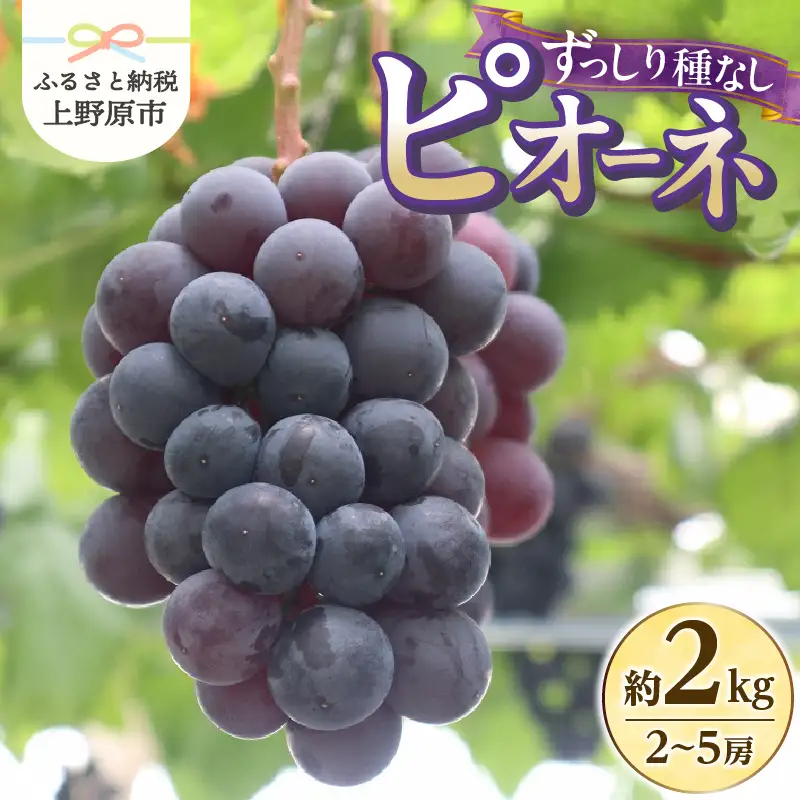 【山梨県山梨市産】ピオーネ 約2kg 種なしピオーネ ぶどう