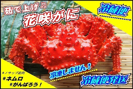 【北海道根室産】花咲がに 2～3尾(計1kg以上)(チルド便発送)[7月下旬以降発送] B-59017