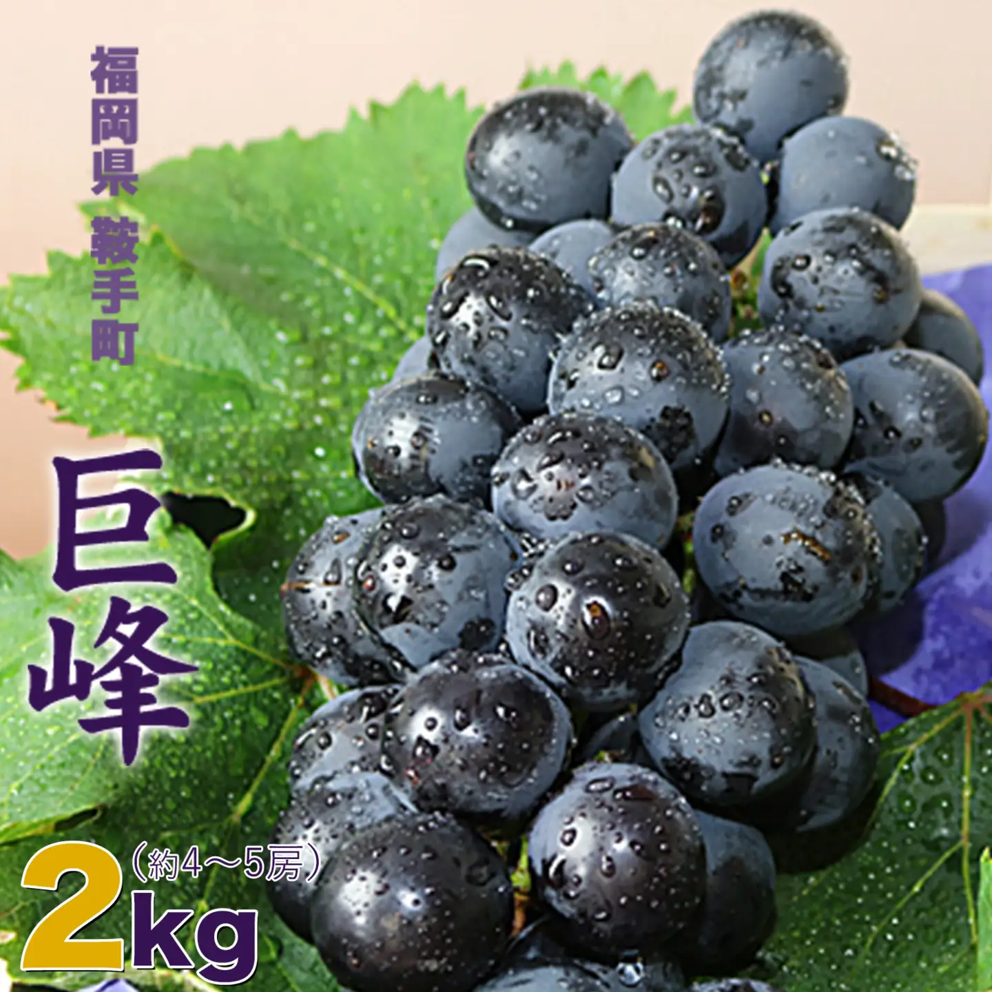 【先行予約】巨峰 ぶどう 2kg (約4〜5房)  受付 《8月中旬-9月下旬頃出荷》 フルーツ 種あり 巨峰