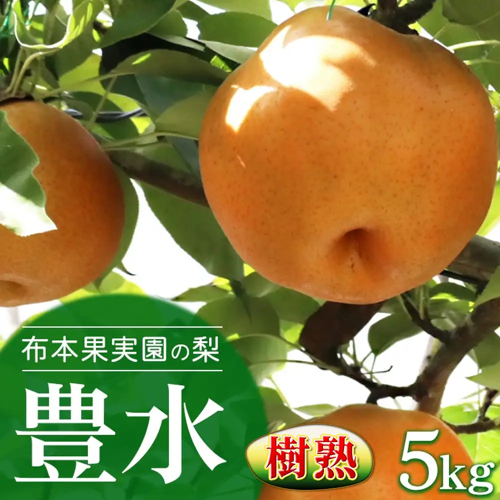 樹熟梨「豊水」約12玉 5kg ※大きさは天候・生育状況により変わる場合があります ※2026年9月～発送